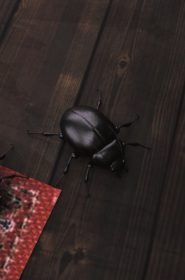 Mr Roachcock's Bug Zapper-part 3- x (82)